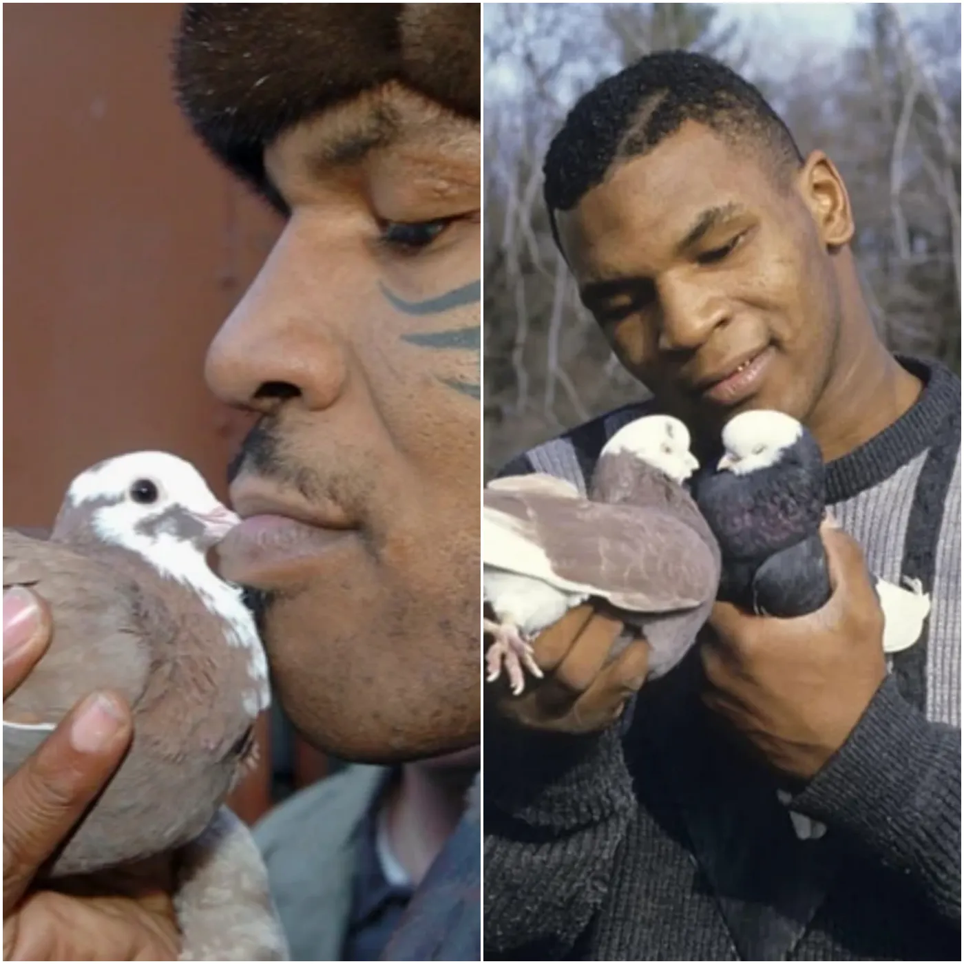 image_6738068ebdfde Mike Tyson's Luxurious Indulgence: Renting Rooms for His Pigeons