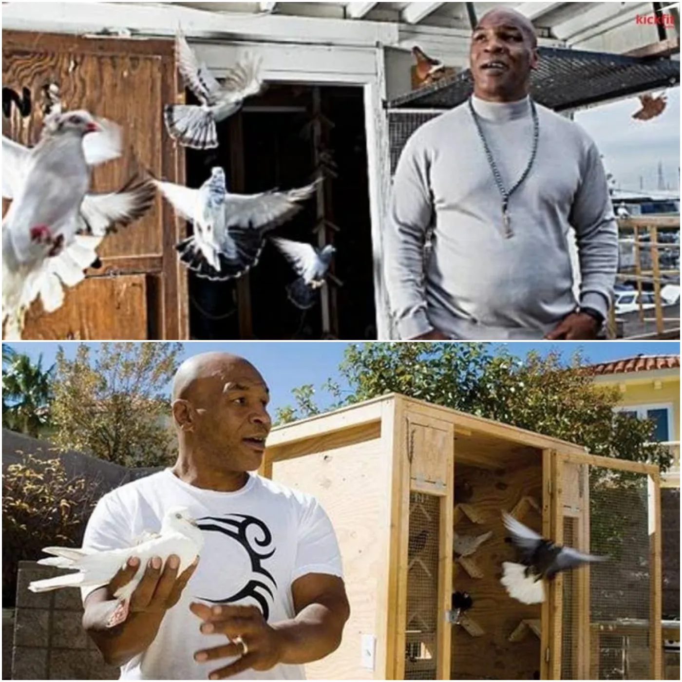 image_67380690eb6fd Mike Tyson's Luxurious Indulgence: Renting Rooms for His Pigeons